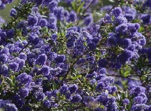 Amerikanischer Flieder, Halbmondblüte 25-30 cm - Ceanothus hybr. 'Concha' | 25-30 cm pot