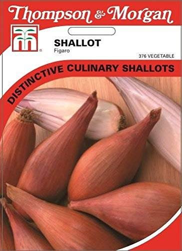 Thompson & Morgan - Vegetables - Shallot Figaro - 150 Seed