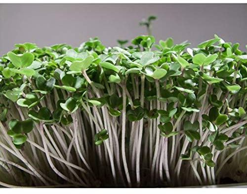 Brown Mustard Sprouting Seeds (1,000 Seed Package)