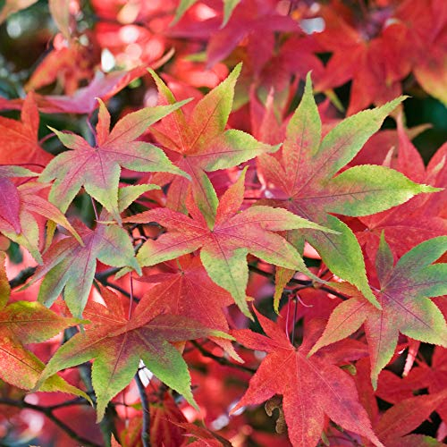Acer palmatum 'Osakazuki' | Japanischer Ahorn-Laubbaum-Gartenpflanzenbaum im Topf