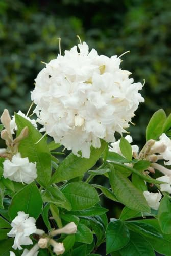 Rhododendron luteum 'June Jubilee' 30-40 cm – Winterhart, Mehrjährig, Pflegeleicht – Gelbe Azalee – Zierstrauch für Garten & Beet