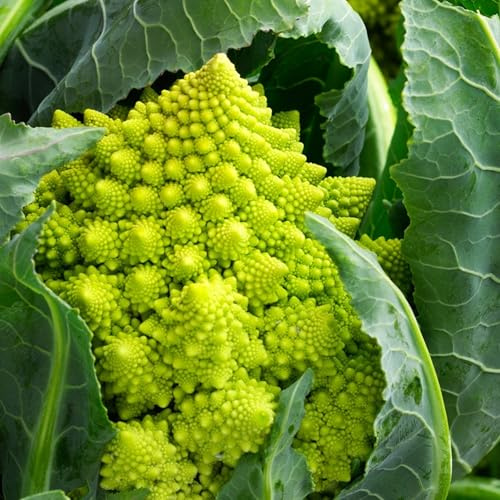 TomorrowSeeds - Romanesco Cauliflower Seeds - 1000+ Count - for 2026 Planting Brassica oleracea VAR. botrytis Roman Broccoli Broccoflower Green Broccolo Non-GMO Grow Your Own Home Farm Patio Healthy