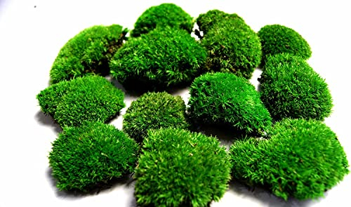 Hello Moss Konserviertes Moos - Kugelmoos für Ihr Zuhause - Erstellen Sie Moosbild - Geeignet als Moos Terrarium und Wald im Glas (200g hellgrün)