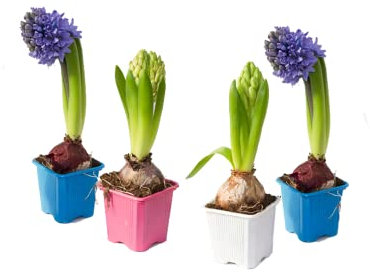 Pack de 4 Plantas de Jacinto Bulbos Naturales de Hyacinthus Orientalis para Jardín