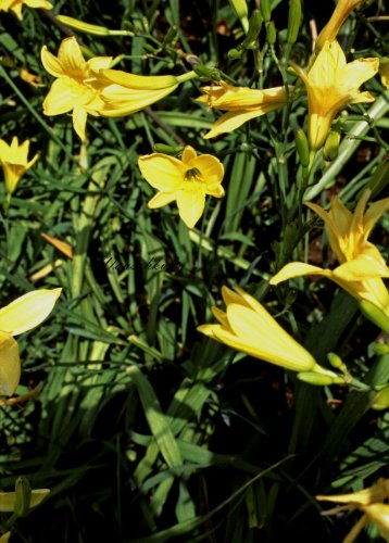 Staudenkulturen Wauschkuhn Hemerocallis Hybr. 'Rundblick' - Taglilie - Staude im 11cm Topf
