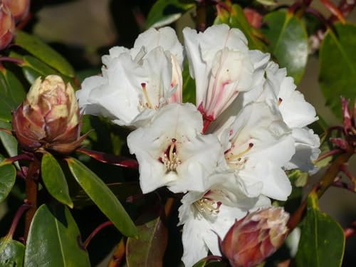 Großblumige Alpenrose Rotwein - Rhododendron hybride Rotwein - 40-50cm