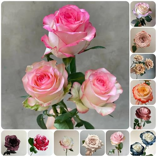 rosen selten, bodendecker winterhart balkon, kletter schnellwachsend, wild 300samen