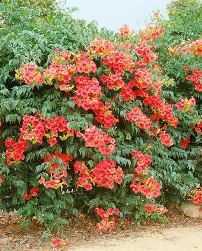 Trompetenblume Campsis radicans Grandiflora 80-100 cm winterhart | Sonniger Standort, prächtige Blüten, ideal für Fassade und Rankhilfe, robust und schnellwachsend, dekorativer Sichtschutz