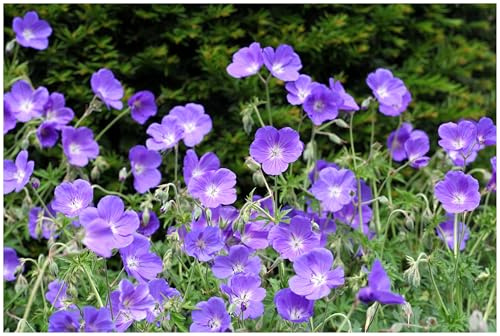 Stauden Gänge 1 x Geranium pratense 'Orion' Blauer Storchschnabel