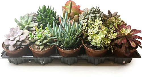 Box 15 Piante Grasse e Succulente Senza Spine, Vaso Ø 10.5cm, Piante da Interno Assortite, Decorative e Facili da Curare