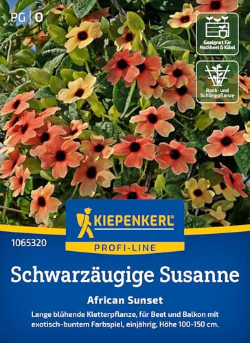 Kiepenkerl Profi-Line Schwarzäugige Susanne-Samen African Sunset 1065320 - Kletterpflanze - Für Beet und Balkon - Höhe 100-150 cm - Blumensamen, Saagut