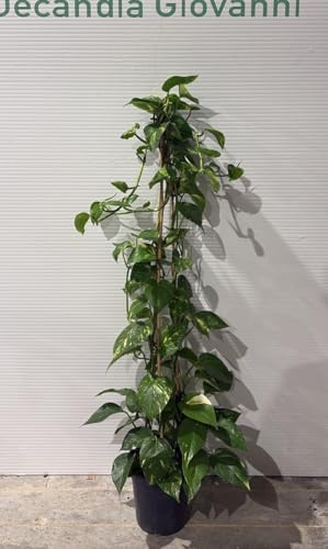 PIANTA DI PHOTOS in vaso 18 (foto reali)