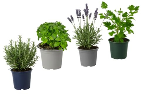 Pack Huerto en Casa Antiinsectos de 4 Plantas Vivas DECOALIVE | Geranio Citronela, Albahaca Estrecha, Romero y Lavanda