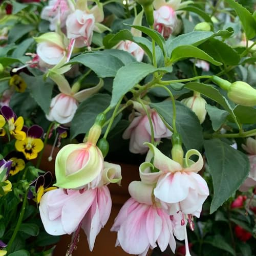fuchsien hängend - zimmerbonsai gartenpflanzen gartenblumen balkonblumen hochbeet gewächshaus balkon seltene steingarten garten zimmerpflanze schnittblumen gartendeko für draußen 50samen