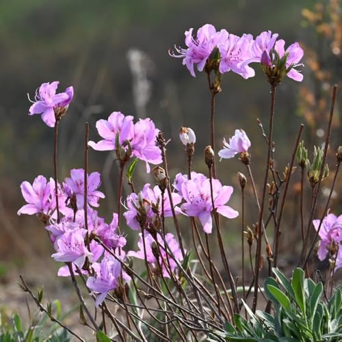 semi di rododendro - azalea, resistenti raro giardino roccioso 50pcs