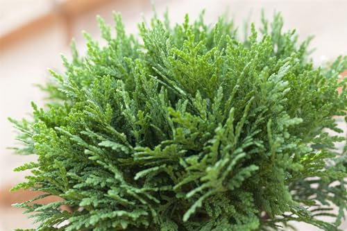 Thuja occidentalis 'Danica' 60-70 cm - Kugel-Lebensbaum, immergrün, kompakt, ideal für Hecken und Kübel, winterhart und pflegeleicht