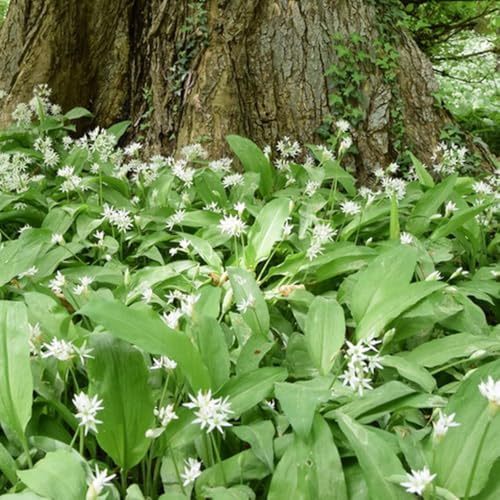 Semillas de ajo silvestre, orgánicas semillas de silvestres de jardín de rocas resistentes resistentes para el jardín 150pcs