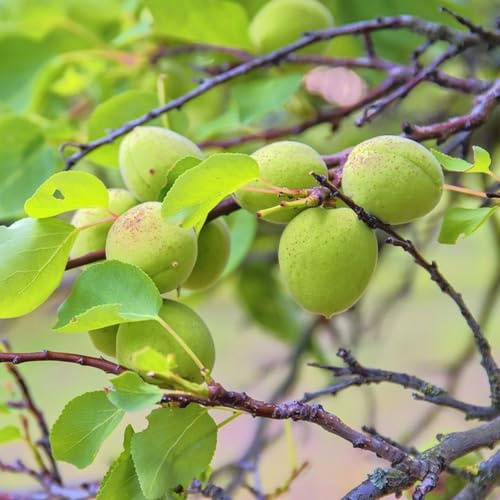 Aprikosenbaum, frisches obstbäume kaufen obstbaum säulenobstbäume für sonnige plätze geschenke für gartenfreunde 3Samen