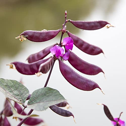 50 seeds of Lablab Purpureus - HYACINTH BEAN Dolichos