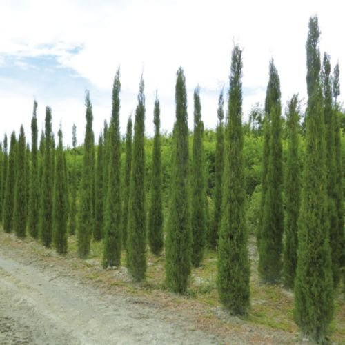 Seeds 10 Italian seeds Cypress Cupressus Sempervirens Stricta : Seeds Only