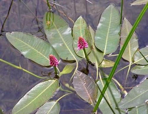 Lincolnshire Pond Plants Ltd - Marginal Aquatic Pond Plant - (Persicaria Amphibia) - 1Ltr Potted