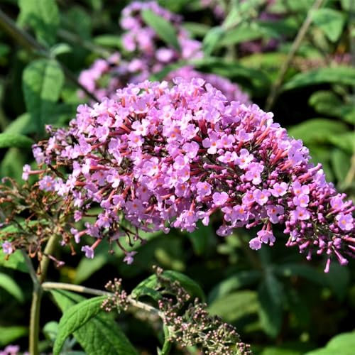 Pianta vera di Buddleja davidii Pink Delight - Diametro Vaso Ø 19 cm