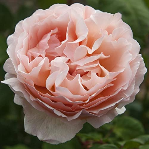 Verdecora Rosal Grandiflora Bicolor - Planta Natural con Flor - Rosa Perfumada de plantación (Bicolor Princesa Charlene de Monaco)