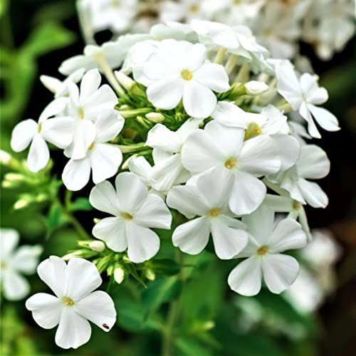 Votaniki David Phlox Bare Root Start - Perennial, Fragrant Blooms, Paniculata David Phlox Bare Root for Planting - Perfect for Borders, Garden Beds, and Containers (1 Pack)