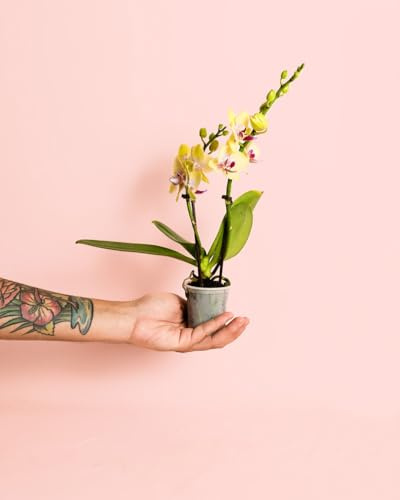 PUR PLANT Orquídea Mini Mix Phalaenopsis | Orquídea Mariposa Pet Friendly | Planta Natural de Interior con Flor | Maceta aprox Ø6 cm