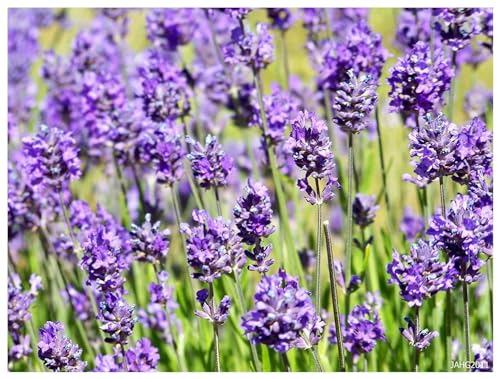 3 x Lavandula angustifolia 'Hidcote Blue' (Staude/Stauden/Winterthart/Mehrjährig) Echter Lavendel - Stecklingsvermehrt - hoher Ölgehalt - Sehr Insekten- und Bienenfreundlich - von Stauden Gänge