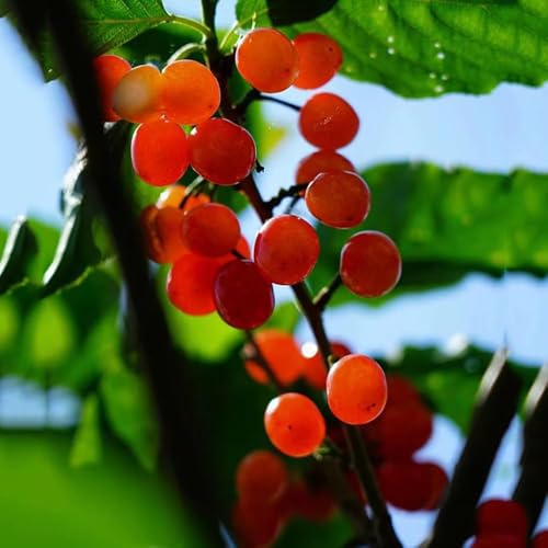 semillas de acerola semillas de columnares jardín para hombres, decorativas balcón bonsai interior 15pcs