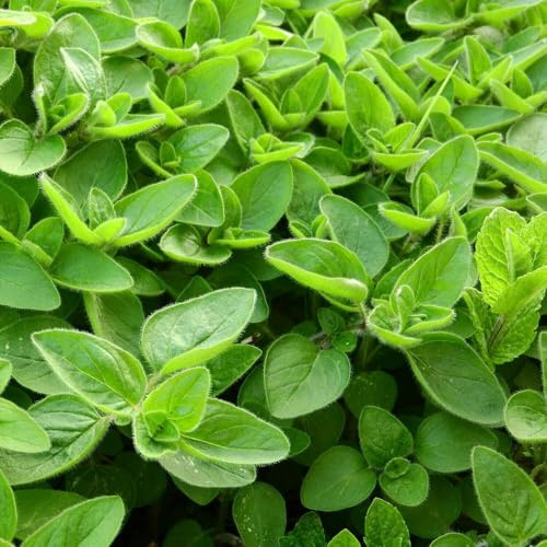 50 SEMI DI MAGGIORANA semi freschi