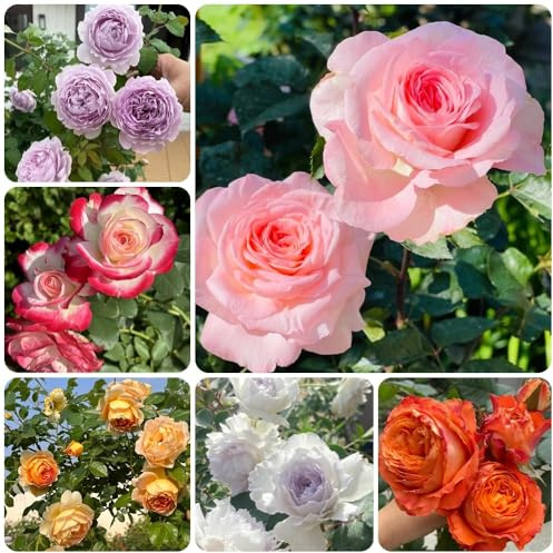 semillas de rosal, Semillas de rosa chinensis, de exterior resistentes de jardín 200pcs