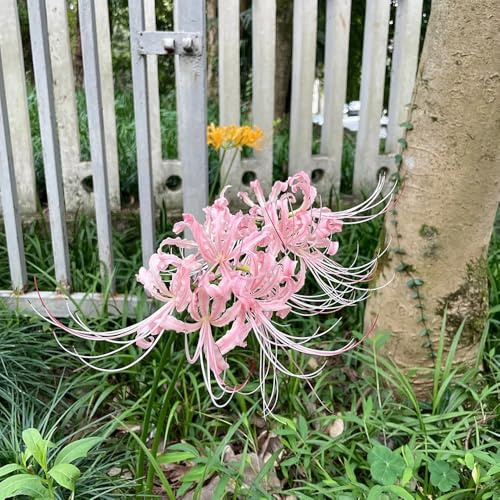 lirio araña balcón camas elevadas de jardín de rocas jardín interior exóticas prado decorativas Bulbos perennes y resistentes 2pcs