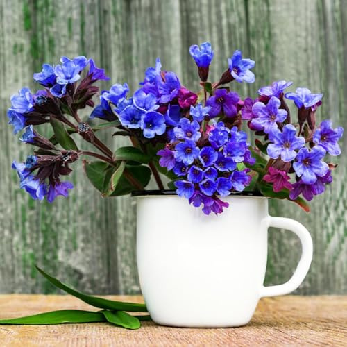 lungenkraut blumensamen kaufen schmetterlingsflieder bonsai topf extrem winterharte kübelpflanzen schnittblumen pflanzensamen exotisch exotische zimmerpflanzen rankpflanze 180samen