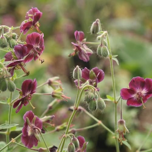 Plant Theory 9cm Pot Geranium Phaeum Phaeum Samobor Dusky Cranesbill Perennial