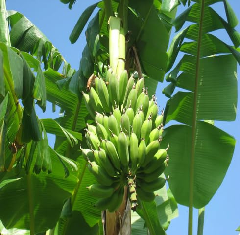 Semi freschi di banano verde 100 pezzi