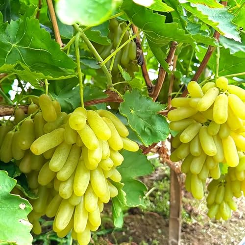 weintrauben trauben - biosaatgut topfpflanzen draußen winterhart bonsai bäumchen wildkräuter kräutersamen winterharte kübelpflanzen balkon 200samen