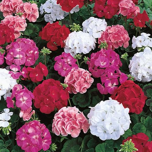 Plant World Seeds - Geranium 'Maverick Mixed' Seeds (Annual Flower Seeds)