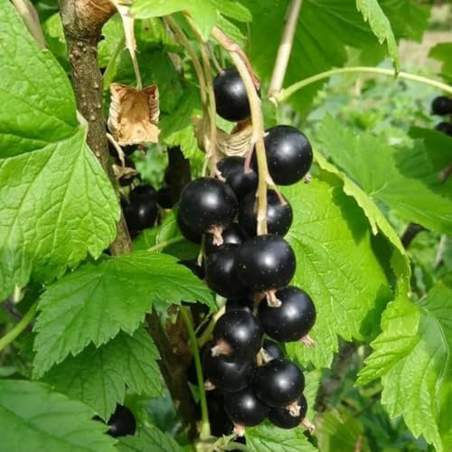 semillas resistentes de grosella - decorativas para el jardín oficina interior exóticas 350pcs