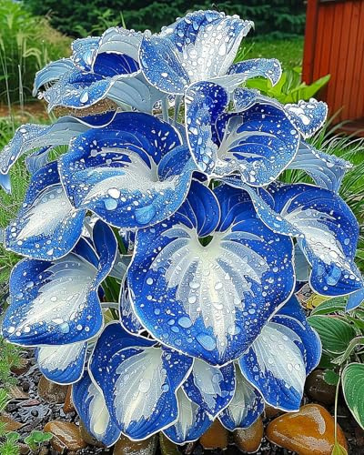 Hosta bulbi,Hosta pianta vera,Piante erbacee perenni,Facile da curare,Decorazione del giardino, bulbi belli e sani,Bellissimo(non fiori artificiali)-4 Bulbi-G