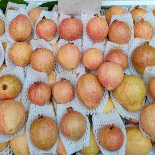 semi di guava dell'di guava, arbusti dalla resistente, rustiche per giardino colonnari, balcone, siepi, cespugli 40pcs