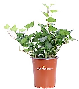 Pianta di Edera Verde Hedera Helix Wonder pianta ricadente o rampicante ornamentale foglie verdi pianta vera venduta da eGarden.store (Vaso 9 cm)