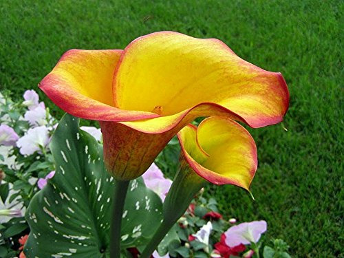 Nianyan 2 BULBS Flame Calla Lily Bulb - Opens Yellow Matures to Flame