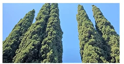 Stk - 20x Cupressus sempervirens Stricta Zypresse Garten Pflanzen - Samen B1046 - Seeds & Plants Shop by Ipsa