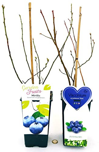 POWERS TO FLOWERS - VACCINUM CORYMBOSUM DUKE, MIRTILLO CLASSICO e MIRTILLO GIGANTE AMERICANO, 2 PIANTE, piante vere