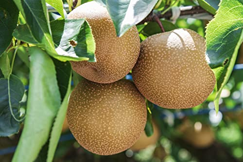 1st. Nashi Birne Obstbaum Pyrus pyrifolia kräftig gewachsen im großen Topf 120-150cm asiatische Birne – hohe & sichere Erträge – süß, saftig & knackig – winterhart, pflegeleicht