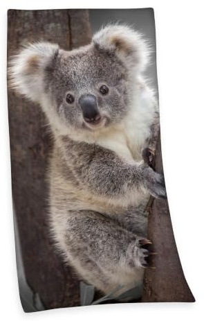 Herding Velourstuch Duschtuch Badetuch Strandtuch mit Koala 75 x 150cm