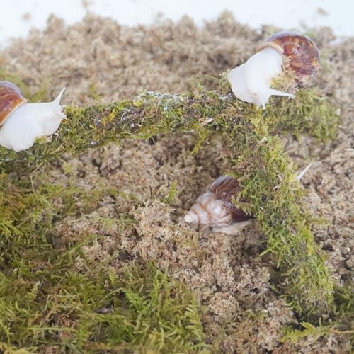 Begeterday Kit d'accessoires pour terrarium escargot 3 pièces, comprend un substrat retenant l'humidité, une couche supérieure, un jouet d'escalade