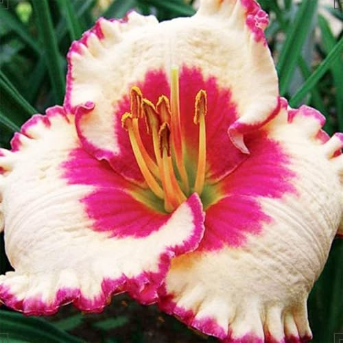 Mehrjährig Taglilien, (/Stauden/Staude/) Botanik Kollektion, Pflegeleicht, BlüHend, Hemerocallis, Winterhart, Beste Sorte, 15Zwiebeln-F